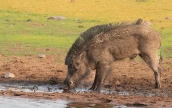 How to cook wild boar indian style