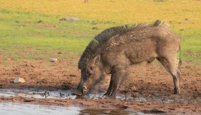 How to Cook Wild Boar Indian Style Tasty Tips and Tricks