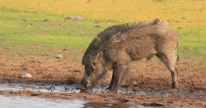 How to cook wild boar indian style